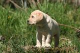 LABRADOR 1156